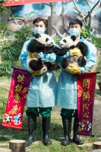 大熊猫双胞胎拜年 撒娇爬树打闹简直萌呆